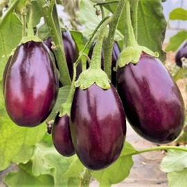 TomorrowSeeds - Indian Eggplant Seeds - 600+ Count - for 2025 Planting Brinjal Ratna Small Baby Round Egg Aubergine Eggplants Melongene Melanzana USA Garden Vegetable Grow Your Own Home Farm Patio