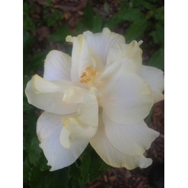 Elephant Ear Tropical Exotic Fancy Hibiscus Live Plant Double Cream White Pastel Pink Flower Starter Size 4 Inch Pot Emerald TM