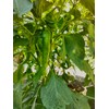 New Mexico 6-4 Chile Seeds from Hatch New Mexico |