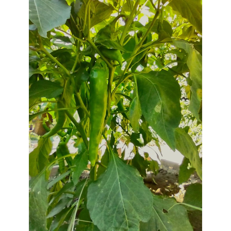 New Mexico 6-4 Chile Seeds from Hatch New Mexico |
