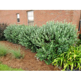 Pineapple Guava - 10 Live Plants - Feijoa Sellowiana - Edible Fruit and Flowering Foliage