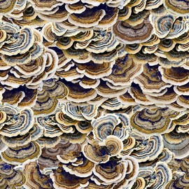 Hoffman Fabrics Nature's Narratives Digital Spectrum Print Earth Tree Fungi