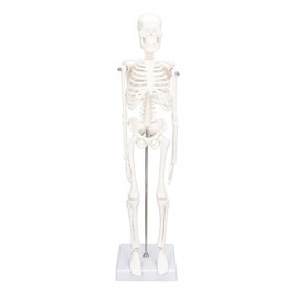Mini Skeleton Modelo, Modelo de mini esqueleto de 45 cm Estructura ósea del cuerpo humano con patas de brazos móviles y representa la clínica de laboratorio de clase