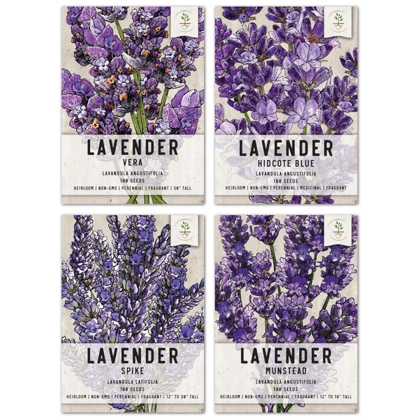Seed Needs, Lavender Herb Seed Packet Collection (4 Varieties of Lavender Seeds for Planting) Heirloom, Non-GMO & Untreated