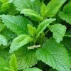 Fairy7Seas Lemon Balm Seeds - Melissa officinalis - Honey Plant