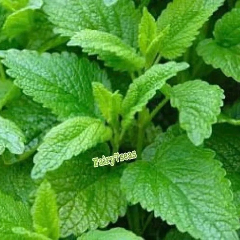 Fairy7Seas Lemon Balm Seeds - Melissa officinalis - Honey Plant