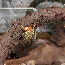 Oooct 39.4 Inches Hermit Crab Climbing Toys, Bendable Hermit Crab Supplies, Reptile Vines Toys, Reptile Tank Terrarium Accessories, Jungle Climber Long Vines Habitat Decor for Lizards Geckos Snakes