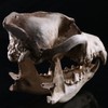 Wolf Jackal Skull Teaching Skeleton Collectibles