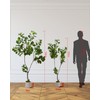 Artificial Fiddle Leaf Fig Tree - 6FT Fake Plant with