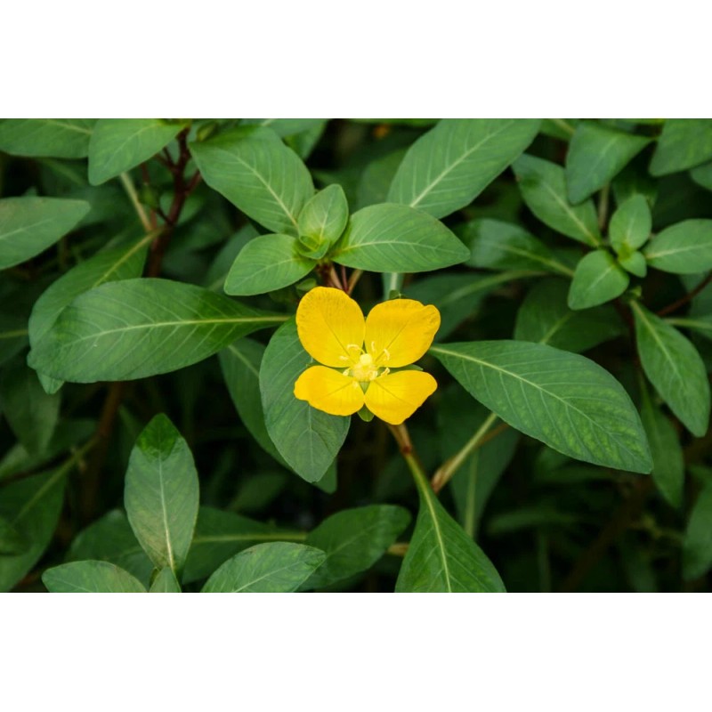 Unbranded Vietnamese Rotala (Rotala Vietnam) Bunch
