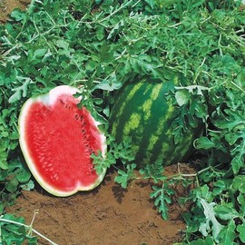 Park Seed Variety of Watermelon Fruit Seeds, Plant Seeds, Easy to Grow, Perfect for Harvesting, Topgun Hyrbid, Pack of 100