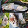 YZD Realistic Trout Hand Tie Fly Fishing Flies Collection Dry