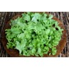 Curly Leaf Lettuce About 1000 Seeds