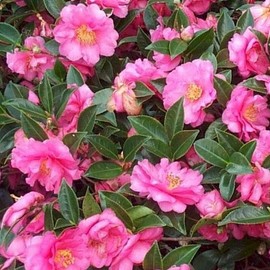 Camellia Sasanqua Shi-Shi I 1 Extra Large 3 Gallon Plant | Pink Flowering Live Plant for Outdoor & Indoor Gardens, Compact Elegant Flowering Shrub for Vibrant Landscaping