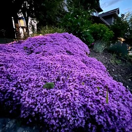 21000+ Magic Purple Creeping Thyme Seeds for Planting Ground Cover Plants Heirloom Flowers Perennial Thyme Non-GMO Thymus Serpyllum Seed