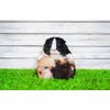 Guinea Pig Black Ballpoint Pen Fluffy Pets Animals Adorable Funny