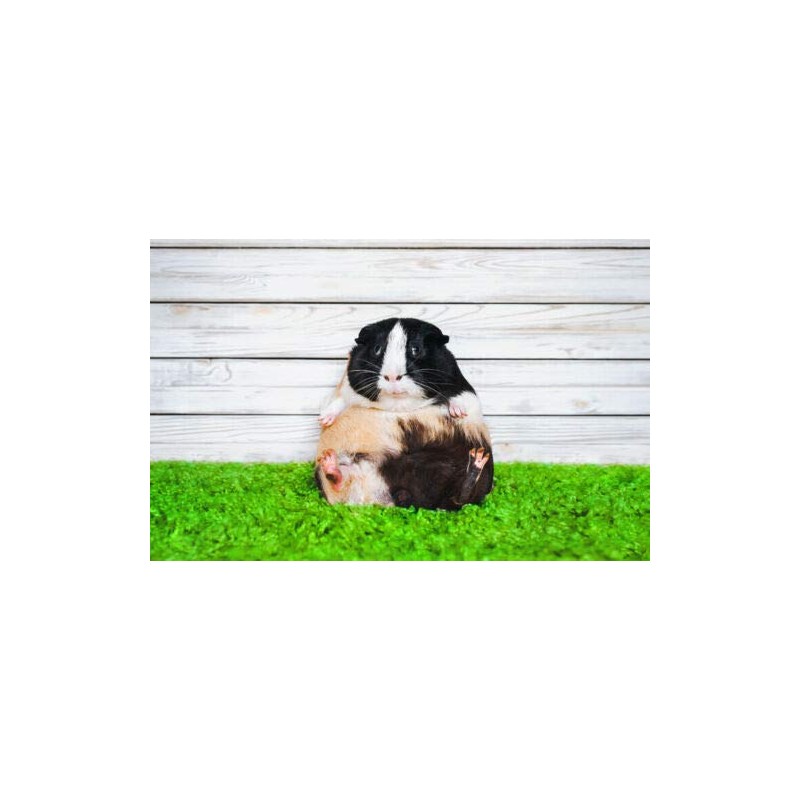 Guinea Pig Black Ballpoint Pen Fluffy Pets Animals Adorable Funny