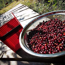 Blueberry Picker and Collector Rake, Hand Garden Farm Tool with Metallic Comb, Ergonomic Handle, Berry Rake Scoop for Blueberries, Cranberries, Lingonberries and Huckleberries