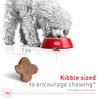ROYAL CANIN, Adult - Small +8, Croquetas para Perro, 1.1kg