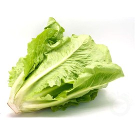 Paris Lettuce Seeds – 850 Organic Non-GMO Giant Vegetable for Year-Round Salad Planting