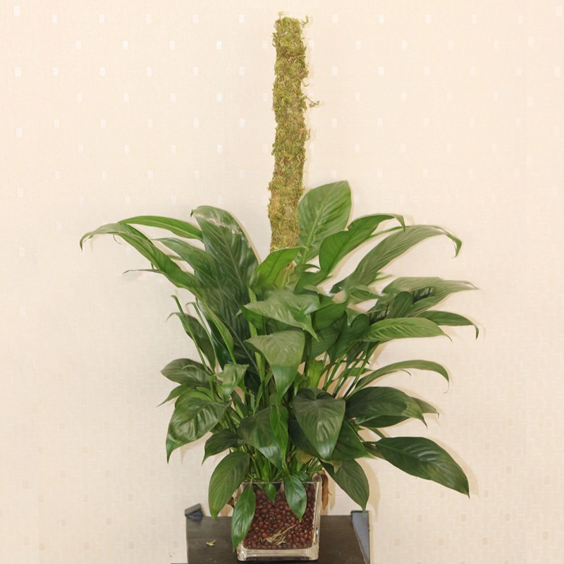 Moss Pole Coconut Stick DIY Modeling Plant Climbing Pole Climbing
