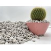 Pumice for Bonsai, Succulent, Cactus | 2 Quarts Bag |