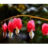 20 + Seeds Mixed Bleeding Heart Seeds Dicentra Spectabilis Shade