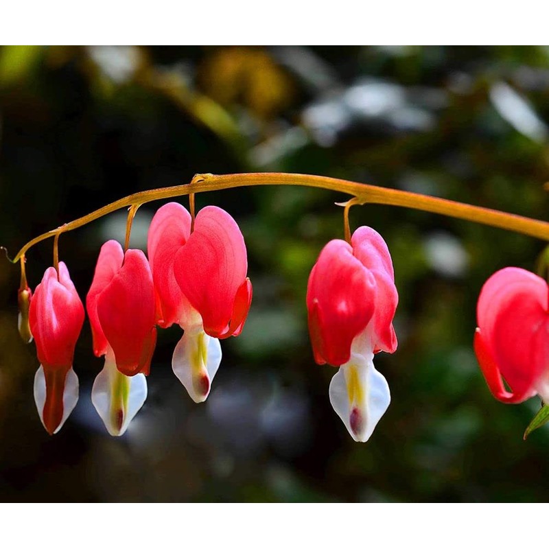 20 + Seeds Mixed Bleeding Heart Seeds Dicentra Spectabilis Shade