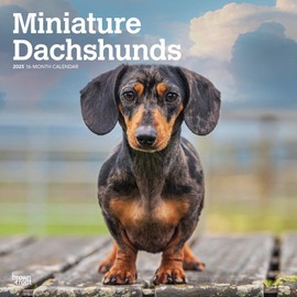 Miniature Dachshunds | 2025 12 x 24 Inch Monthly Square Wall Calendar | Plastic-Free | BrownTrout | Animals Small Dog Breeds