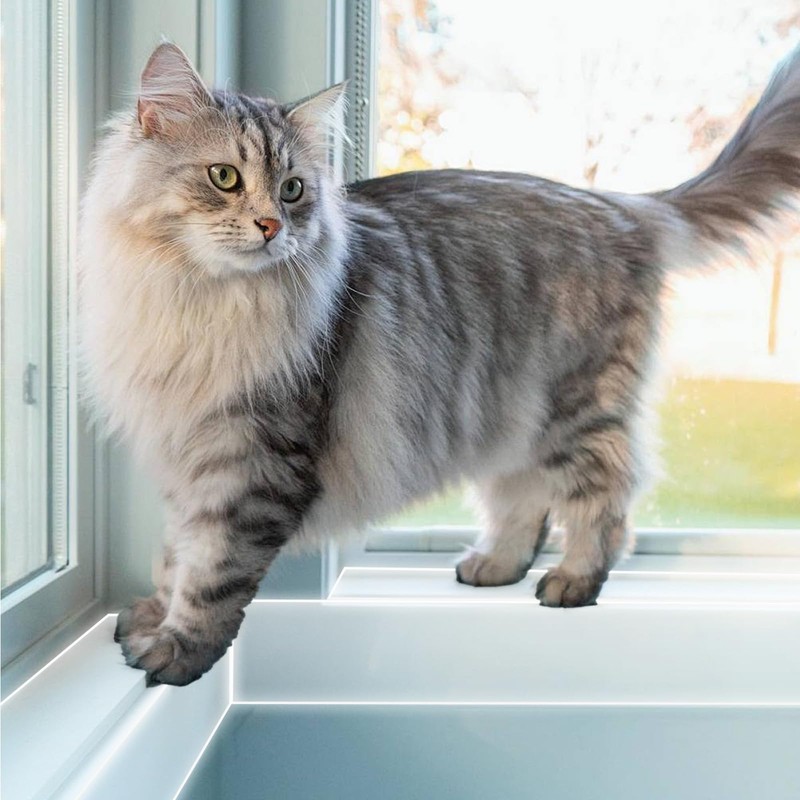 Window Sill Protector (4Inch x 16.5Ft) Cuttable Window Sill Protector,Door