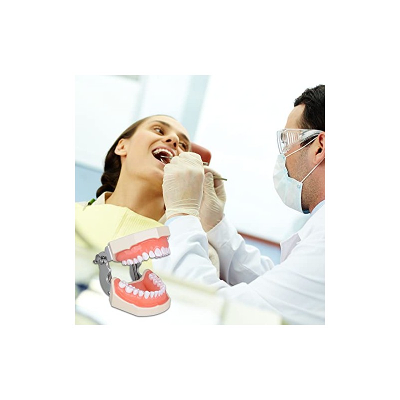 Ultrassist Typodont - Modelo de dientes con 28 dientes extraíbles,