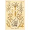 Haeckel Nature Illustrations: Sertulariae by Ernst Haeckel -