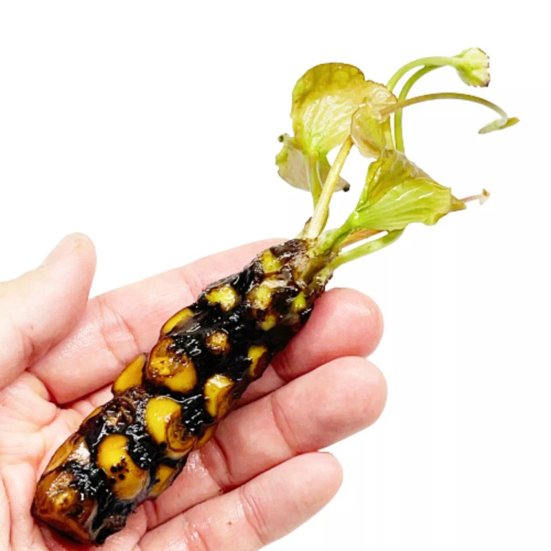 4 Pack Live Hardy Water Lilies Pre-Grown Tuber Rhizome Red,