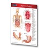 Digestive System Guide - 4" x 6" Laminated Pocket Chart