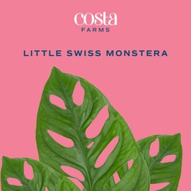 Costa Farms Little Monstera Plant, Easy to Grow Houseplant, Live Indoor Plant Potted in Cute Garden Plant Pot, Potting Soil, Housewarming Gift, Home, Office, and Tropical Room Decor, 12-Inches Tall