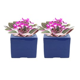 2-Pack Ceramic African Violet Self Watering Pot 6 Inch Square Pot 3.5 Inch Innter Pot Easy Fill Water Reservoir Blue