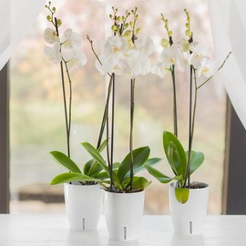 SANTINO Orchid Pot Diameter 15 cm Self-Watering Pot with Wick System and Water Indicator for Indoor Use, White, 2 L