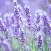 MySeeds.Co Lavender, Italian (Lavandula angustifolia) Herb Seeds, Fragrant Blooms -