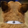 Small 'Happy German Shepherd Dog' Dog Collar (PR00065033)