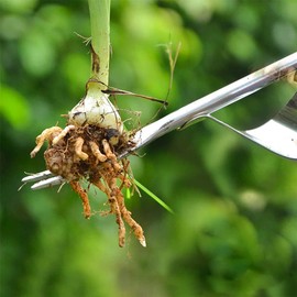 Garten Unkrautwerkzeug, Manueller Unkrautjäter mit Holzgriff, Unkrautabwurzelwerkzeug, Edelstahl Unkrautabzieher Hand Jäter Werkzeuge für Garten Hof Farm