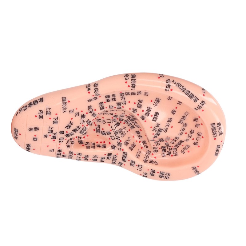 6.7in Ear Acupuncture Model Silicone Engraving Ear Massage Acupuncture Model