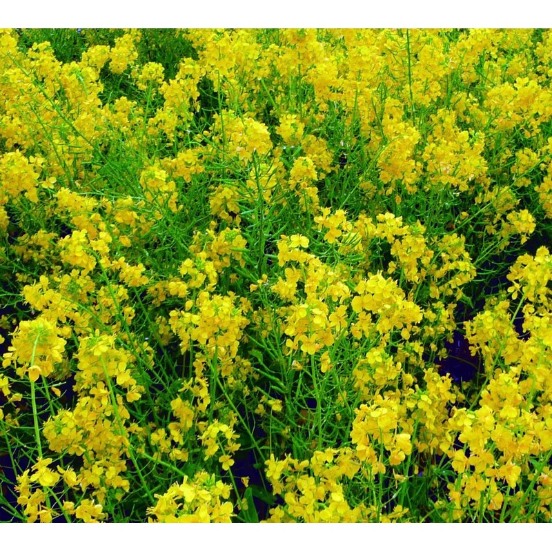 Fukkaen Seedlings, Oil Blotting Seeds, Value Pack, 0.3 gal (1