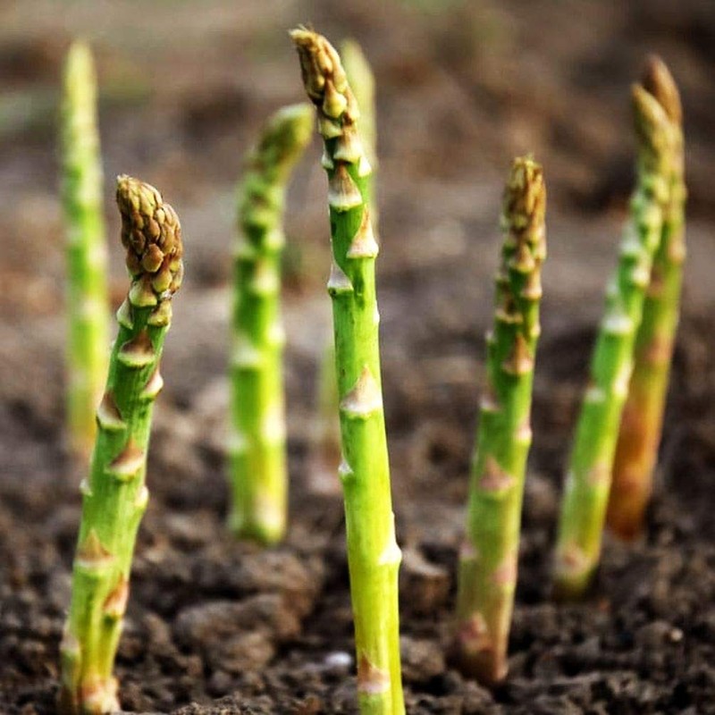 12 Pcs Jersey Giant Asparagus Seeds - Perennials