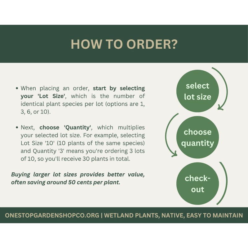 Equisetum hyemale | Scouring-rush Horsetail | Bareroot | Ancient |