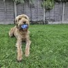 Rosewood Rubber,Tough Chew Resistant, Treat Ball Dog Toy, Small, Assorted