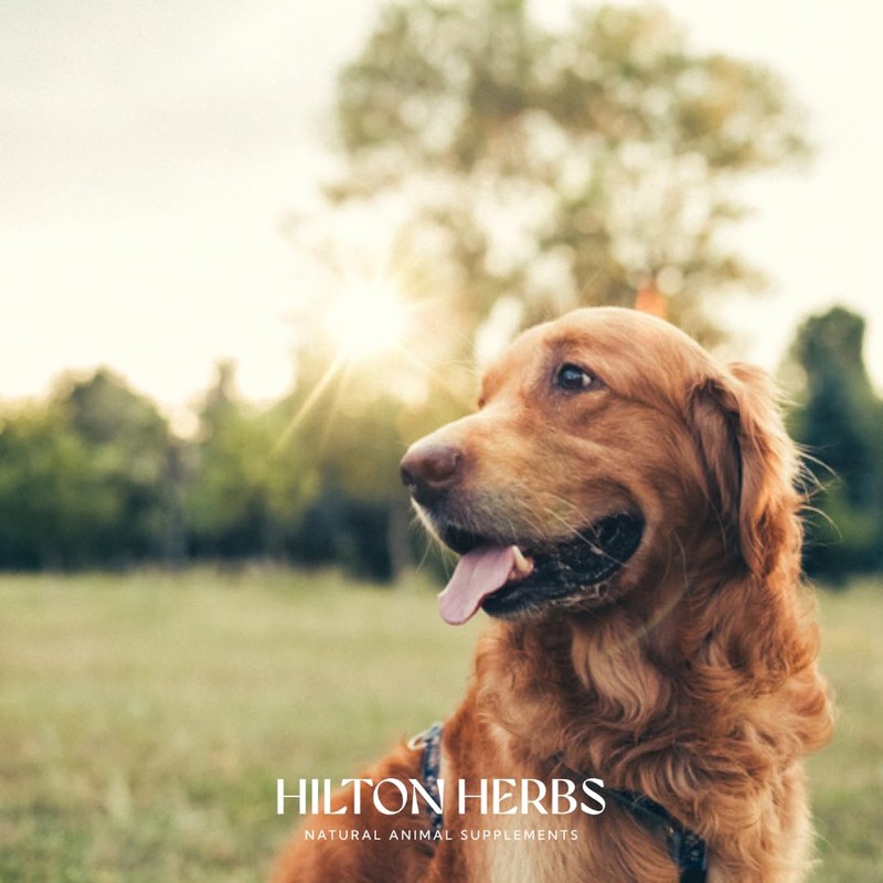 Hilton Herbs Senior Dog Natural Supplement. 100% Natural Ingredients. Supplement