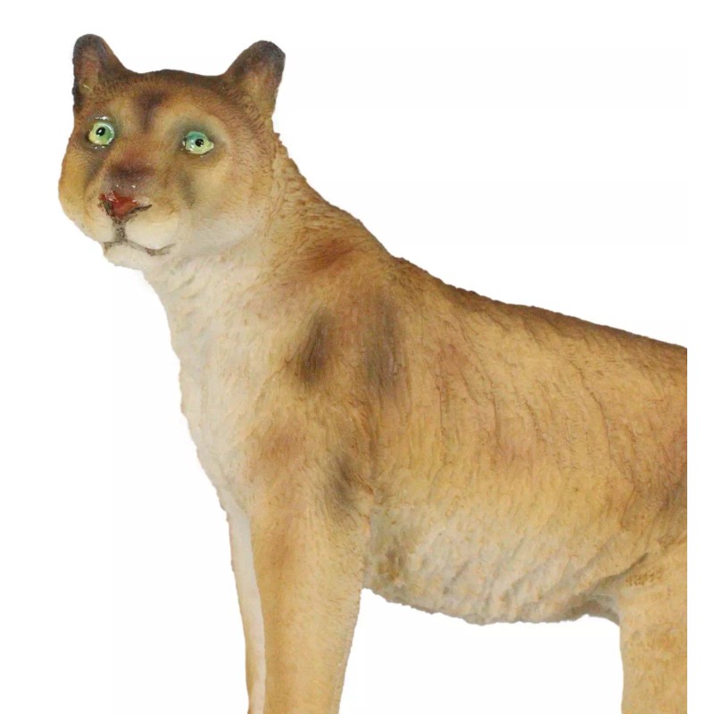 Mountain Lion Cougar Standing On Edge of Snow Capped Rock
