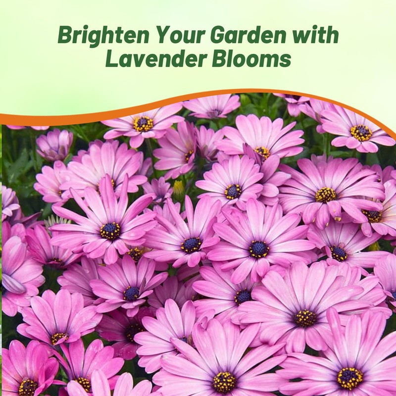 Outsidepride Lavender Osteospermum African Daisy Seeds - 20 Pcs. Perennial
