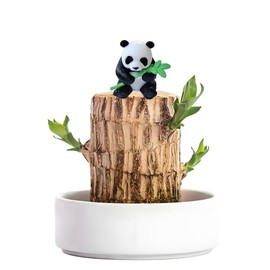 Brazilian Wood Plant,Mini Brazil Lucky Wood,Ceramic Tray Lucky Tree,with Panda Statues,Swelling The Stage of About to Sprout,Brazilian Tree Perfect for Home,Office Desktop Decoration (Panda Statue)
