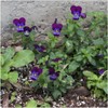 Seed Needs, King Henry Viola (Viola cornuta) Twin Pack of